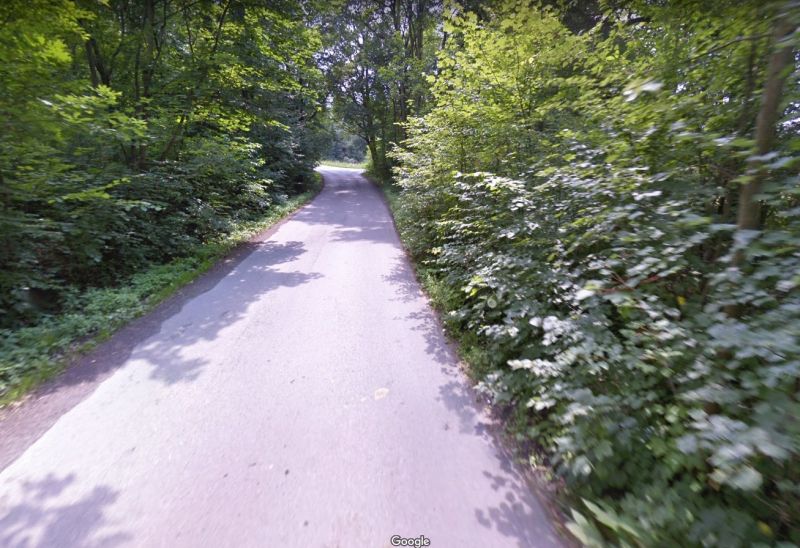 krzewy wzdłuż drogi